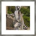 Ring-tailed Lemur Standing Madagascar Framed Print