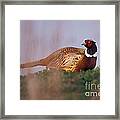 Ringneck Pheasant Phasianus Colchicus Framed Print