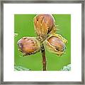 Ripe Hazelnuts (corylus Avellana) Framed Print