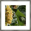 Ripe Wine Grapes Framed Print