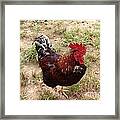 Rise And Shine Cock A Doodle Do Framed Print