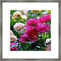 Rittenhouse Square Roses Framed Print