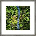 Road In The Forest Framed Print