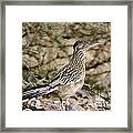 Roadrunner Geococcyx Californianus Framed Print