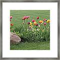 Tulip And Hosta Garden Framed Print