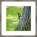 Robin At Rest Framed Print