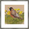 Robin In The Dandelions Framed Print