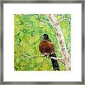 Robin On Aspen Framed Print