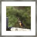 Robin With Nesting Material Framed Print