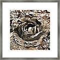 Rock And Rose 2 Framed Print