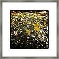 #rock #stone #moss #nature Framed Print