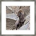 Rocky Mountain Big Horn Sheep Ram Framed Print Rocky Mountain Big Horn Sheep Ram Framed Print