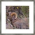 Rocky Mountain Bighorn Ram Framed Print