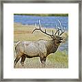 Rocky Mountain Bull Elk Bugleing Madison River Framed Print