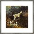 Rocky Mountain Goats Framed Print