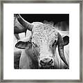 Rodeo Bull Framed Print