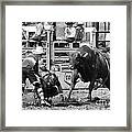 Rodeo Mexican Standoff Framed Print