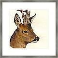 Roe Deer Head Study Framed Print