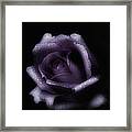 Romantic Purple Rose Framed Print