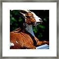 Rooftop Tanning Framed Print