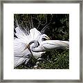 Rookery 4 Framed Print