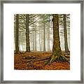 Rooted Framed Print