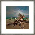 Roots 4 Framed Print