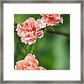 Rosa 'easy Does It' Flowers Framed Print