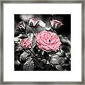 Rose 2 Framed Print