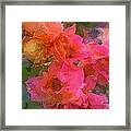 Rose 219 Framed Print