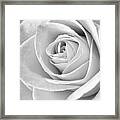 Rose Black And White Framed Print