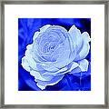 Rose Blue Iii Framed Print