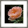 Rose Blush Framed Print