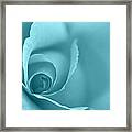 Rose Close Up - Turquoise Framed Print