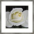 Rose Flower Framed Print
