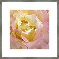 Rose Flower Parfait Framed Print