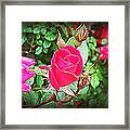 Rose Garden Centerpiece 2 Framed Print
