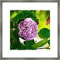 Rose Garden Framed Print