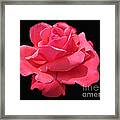 Rose Is A Rose Framed Print