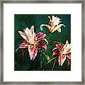 Rose Lily Number Three Framed Print