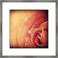 #rose #love #art #hdr #flower #rose Framed Print