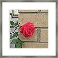 Rose On The Wall Framed Print