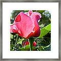 Rose Portland Framed Print