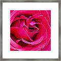 Rose Framed Print