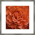 Rose Study Framed Print