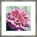 Watercolor Of A Pink Rose In Full Bloom Dedicated To Van Gogh Framed Print