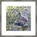 Roseate Spoonbill Iii Framed Print