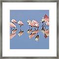 Roseate Spoonbill Flock And Reflections Framed Print