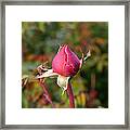 Rosebud Framed Print