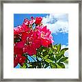 Roses In The Sky Framed Print